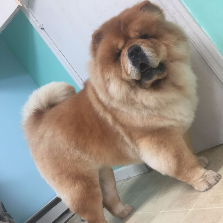 Photo 39118 2 768x768