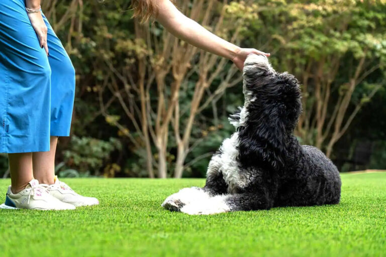 Turf Installers Scottsdale AZ 768x512