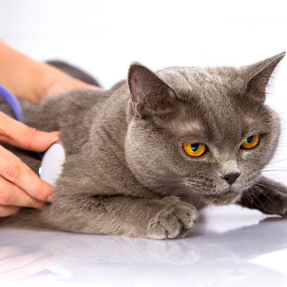 VeterinaryHospitals2 Copy