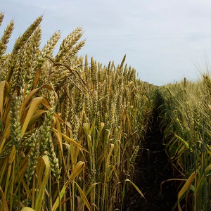 AgriculturalSupplyCompanies5